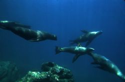 'FLY BY' Sea lions at play. Sea of Cortez; natural light.... by Rick Tegeler 